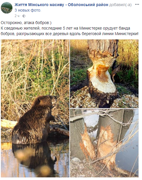 Гризуть все! Жителі Києва забили тривогу через банду бобрів