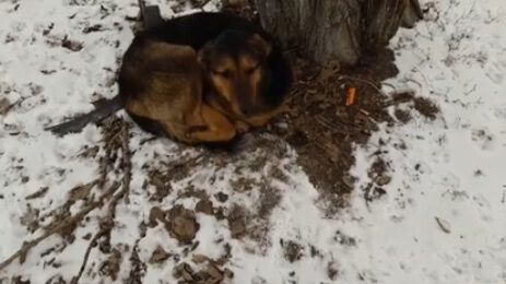 Замерзает собака: в Киеве разыскивают хозяина потеряшки