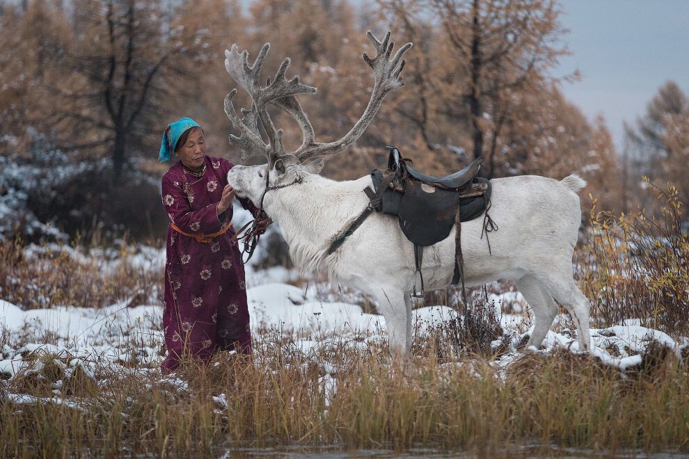 Як живе сім'я оленярів високо в горах Монголії