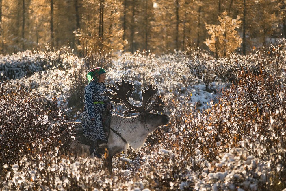 Як живе сім'я оленярів високо в горах Монголії