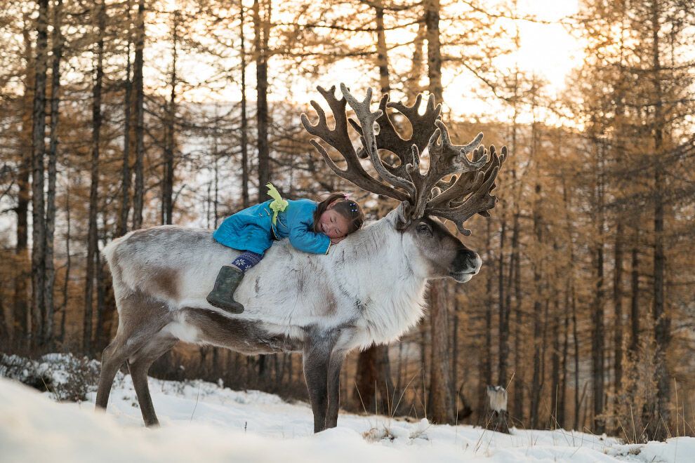 Як живе сім'я оленярів високо в горах Монголії