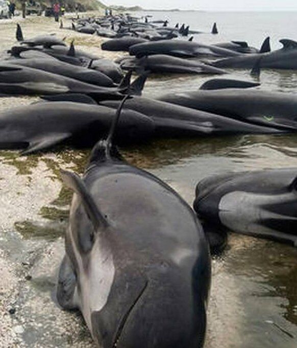 На берег Новой Зеландии выбросились сотни китов: фото и видео самого массового самоубийства