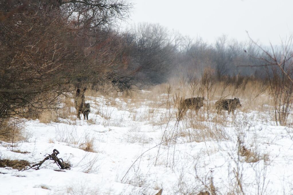 Запорожский фотограф показал красоты Хортицы, скованной морозом (ФОТО)