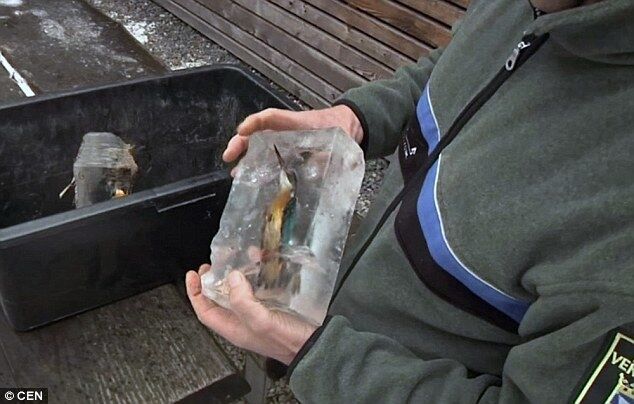 Трагично, но красиво: в Германии нашли двух птиц, замороженных в глыбе льда