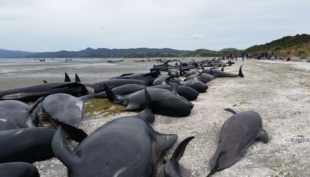 На берег Новой Зеландии выбросились сотни китов: фото и видео самого массового самоубийства