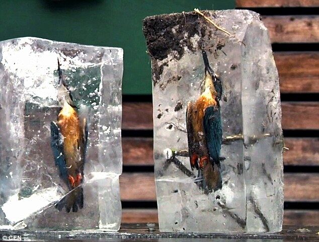 Трагічно, але красиво: у Німеччині знайшли двох птахів, заморожених у брилі льоду