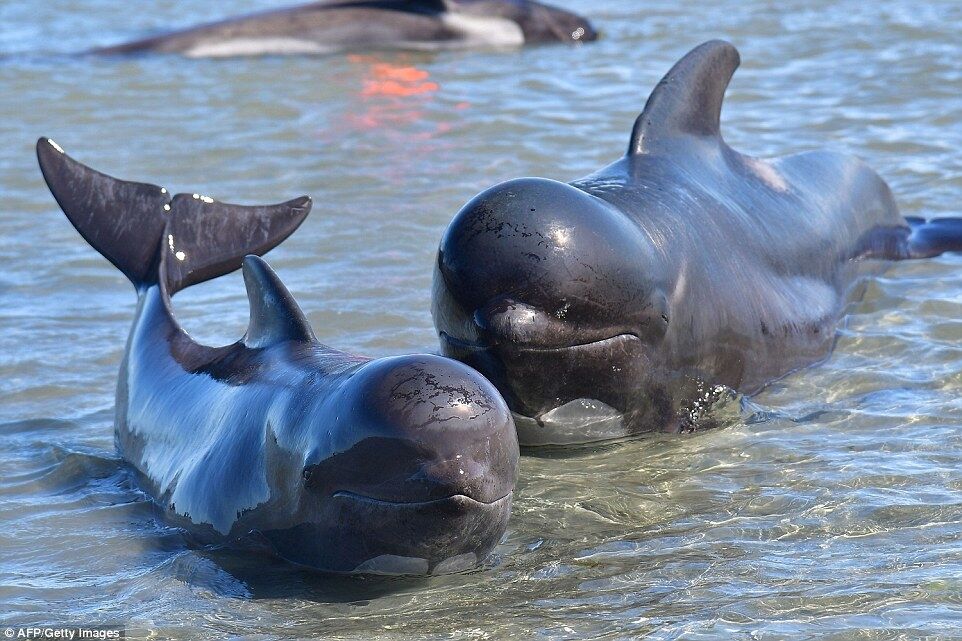 У Новій Зеландії знову масовий суїцид китів: ухвалили трагічне рішення