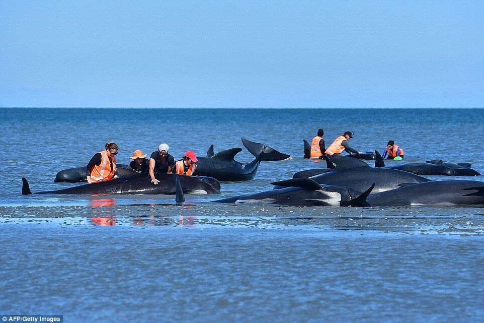 В Новой Зеландии снова массовый суицид китов: принято трагическое решение