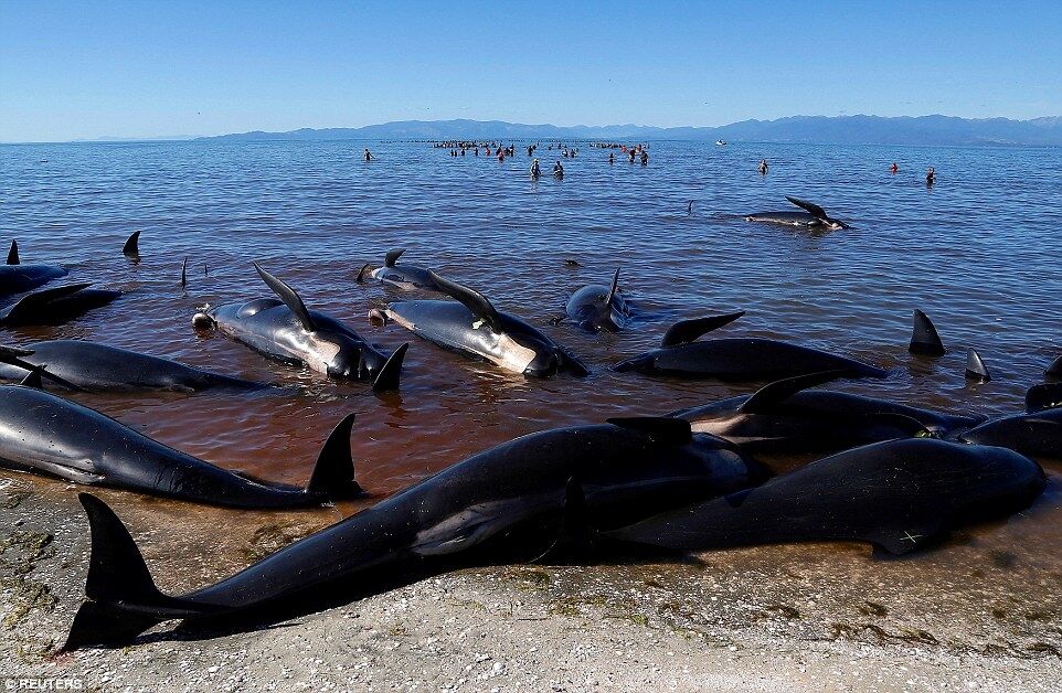 В Новой Зеландии снова массовый суицид китов: принято трагическое решение