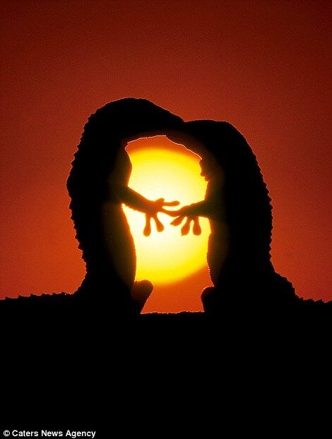 Любовь для всех: подборка романтических фото животных ко Дню св.Валентина