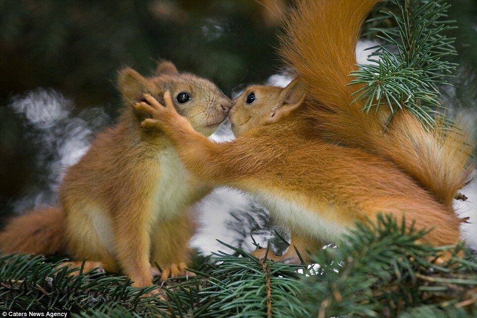 Любовь для всех: подборка романтических фото животных ко Дню св.Валентина