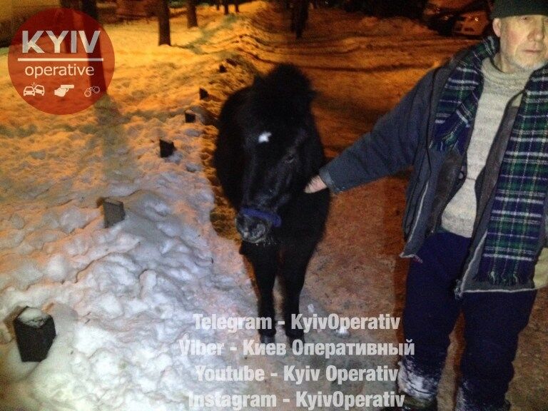В Киеве полиция помогла найти пропавшего пони