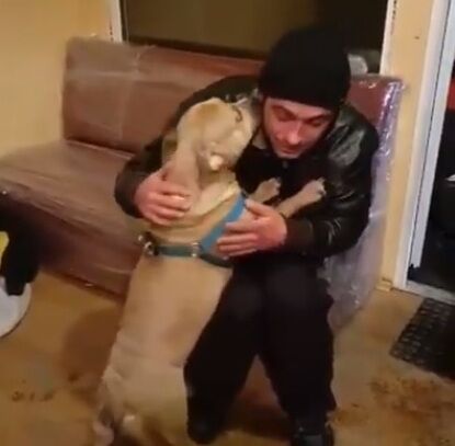 Соцсети шокировала история собаки-потеряшки, которая испугалась петард в Киеве