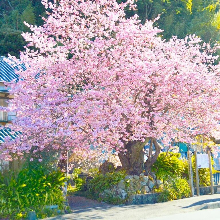 Весна на пороге: в Японии раньше срока расцвела сакура