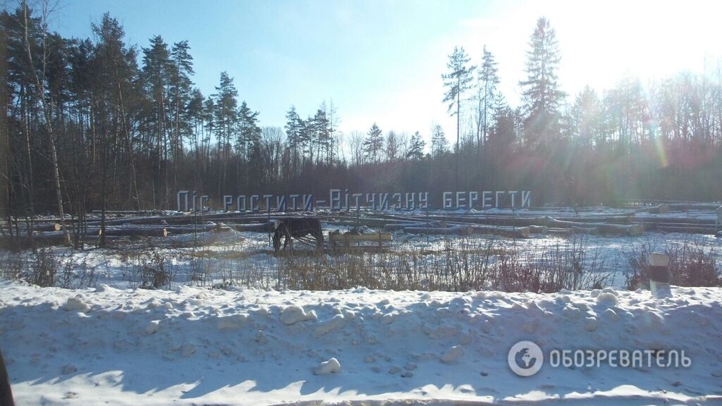 Родину беречь: появились фото циничной вырубки леса в Украине