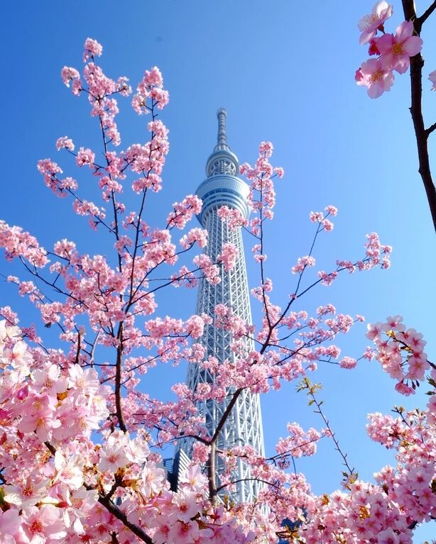 Весна на пороге: в Японии раньше срока расцвела сакура