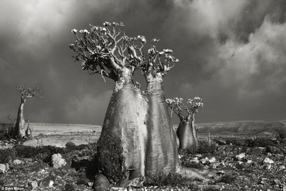 Древние гиганты: захватывающие фото самых больших деревьев мира