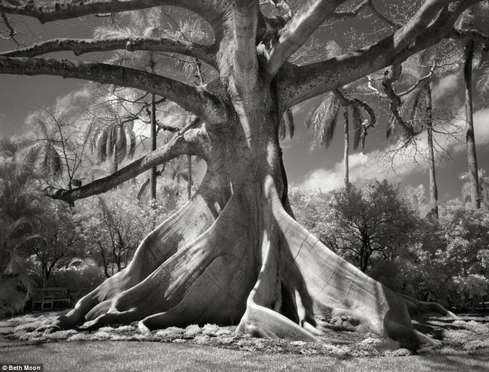 Древние гиганты: захватывающие фото самых больших деревьев мира