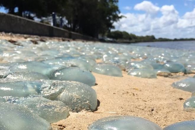 Удивительное зрелище: пляжи Австралии "оккупировали" тысячи медуз