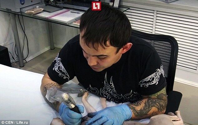 Cat-too: российский партачник сделал коту четыре татуировки, накачав обезболивающими
