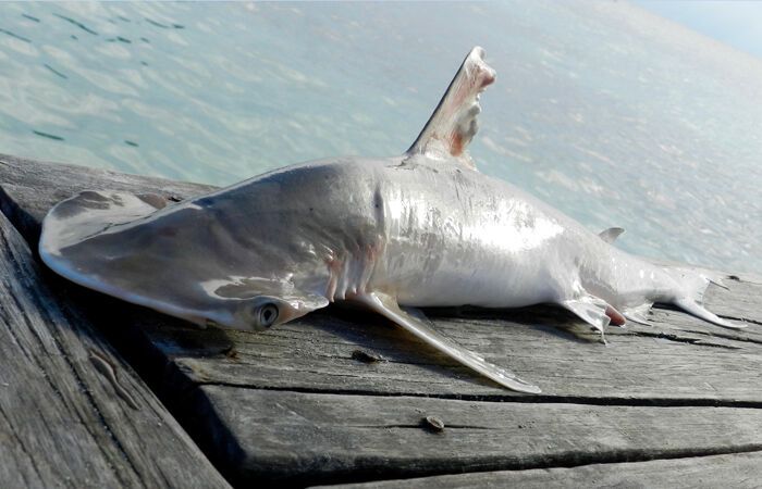 В Карибском море обнаружен новый вид акулы: опубликованы фото