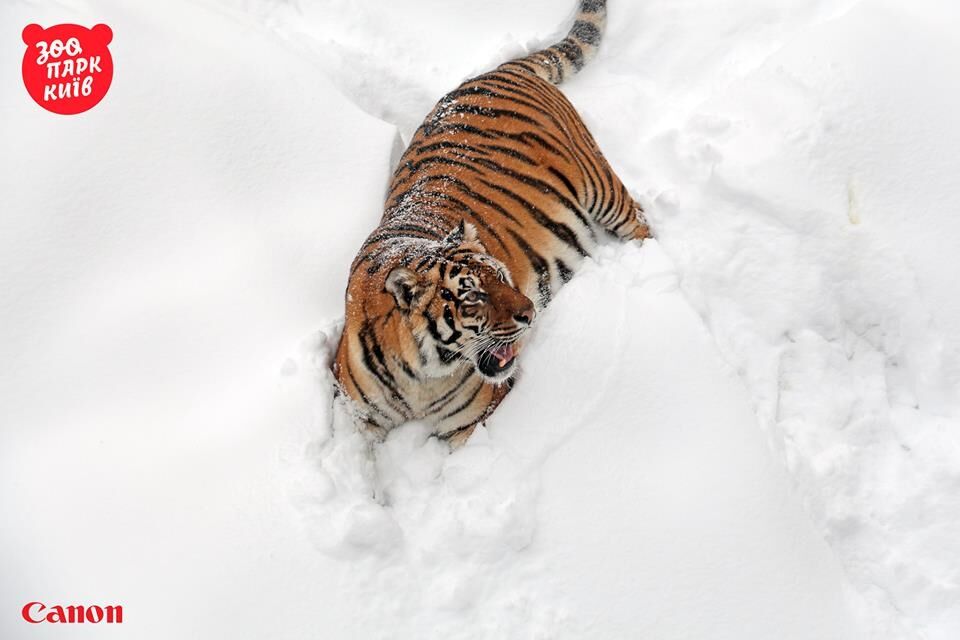 В соцсети показали радующихся снегу тигров из киевского зоопарка