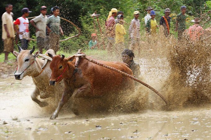 Настоящее безумие: экстремальные гонки на быках в Индонезии