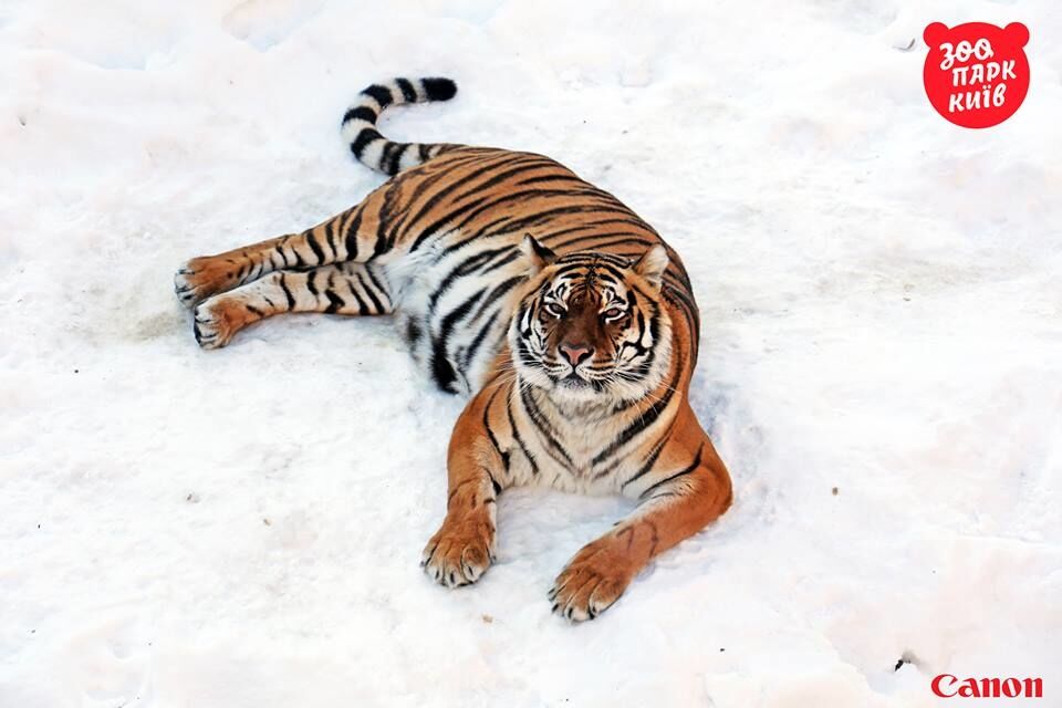 В соцсети показали радующихся снегу тигров из киевского зоопарка