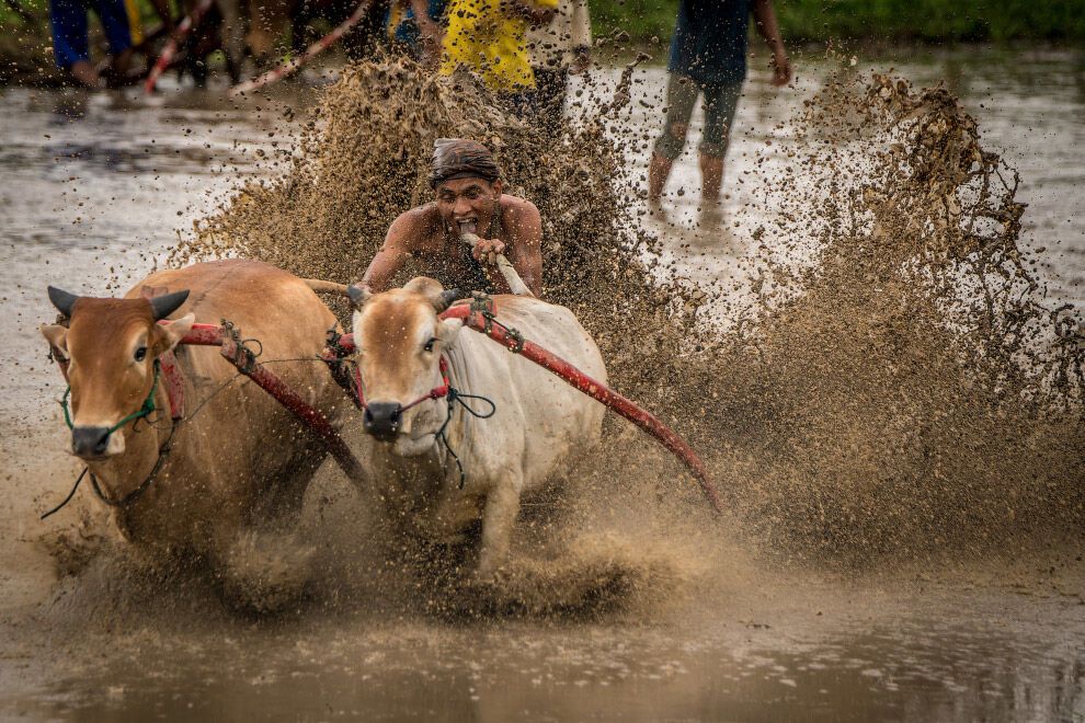 Настоящее безумие: экстремальные гонки на быках в Индонезии
