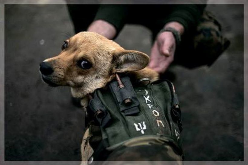 "Втрачений дім": у Києві покажуть фотовиставку про чотирилапих побратимів бійців АТО