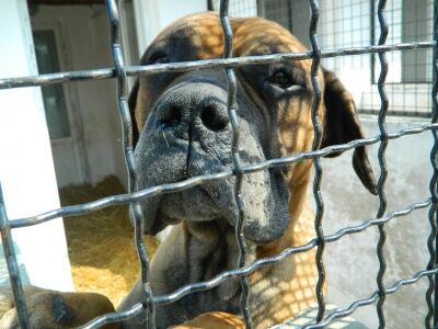 "Він невибагливий добрячок": у Чернівцях шукають господаря для собаки з зони АТО