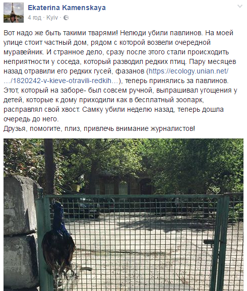 Убили и повесили на забор: в Киеве нелюди расправились с ручными павлинами. Жуткое фото