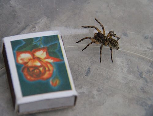 В Запорожской области на грядках обитают опасные пауки