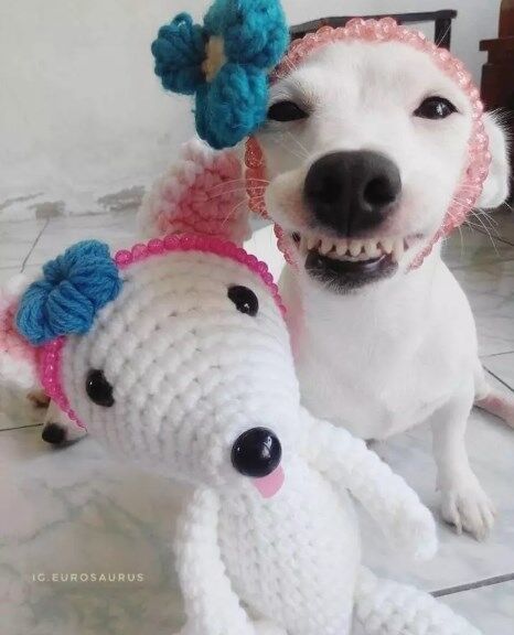 У мережі знайшли справжню собаку-улибаку: вона точно здолає ваш смуток