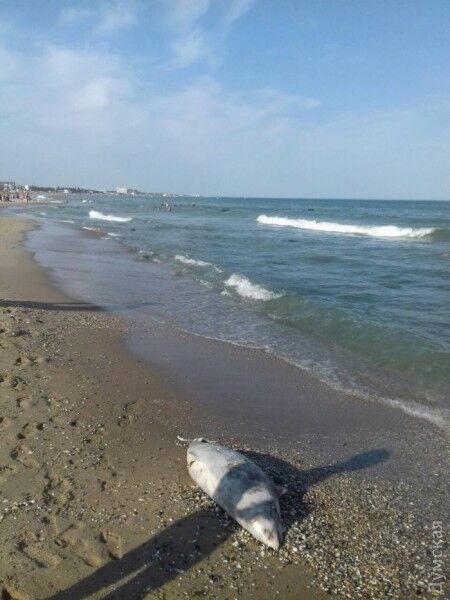 В Украине на берегу черноморского курорта нашли редкое животное: опубликованы фото