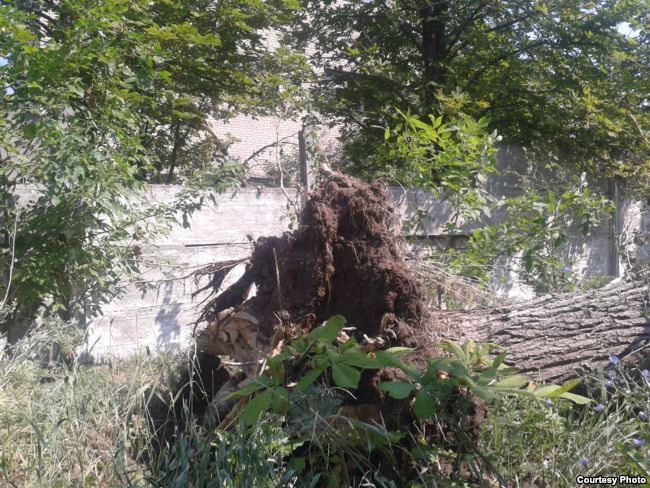 Повалене буревієм дерево біля розбитого мародерами хлібозаводу
