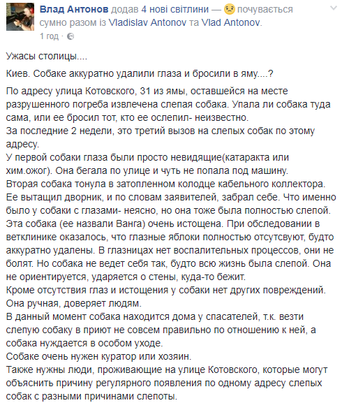 Ужасы столицы: сеть возмутили изверги, вырезающие глаза собакам в Киеве