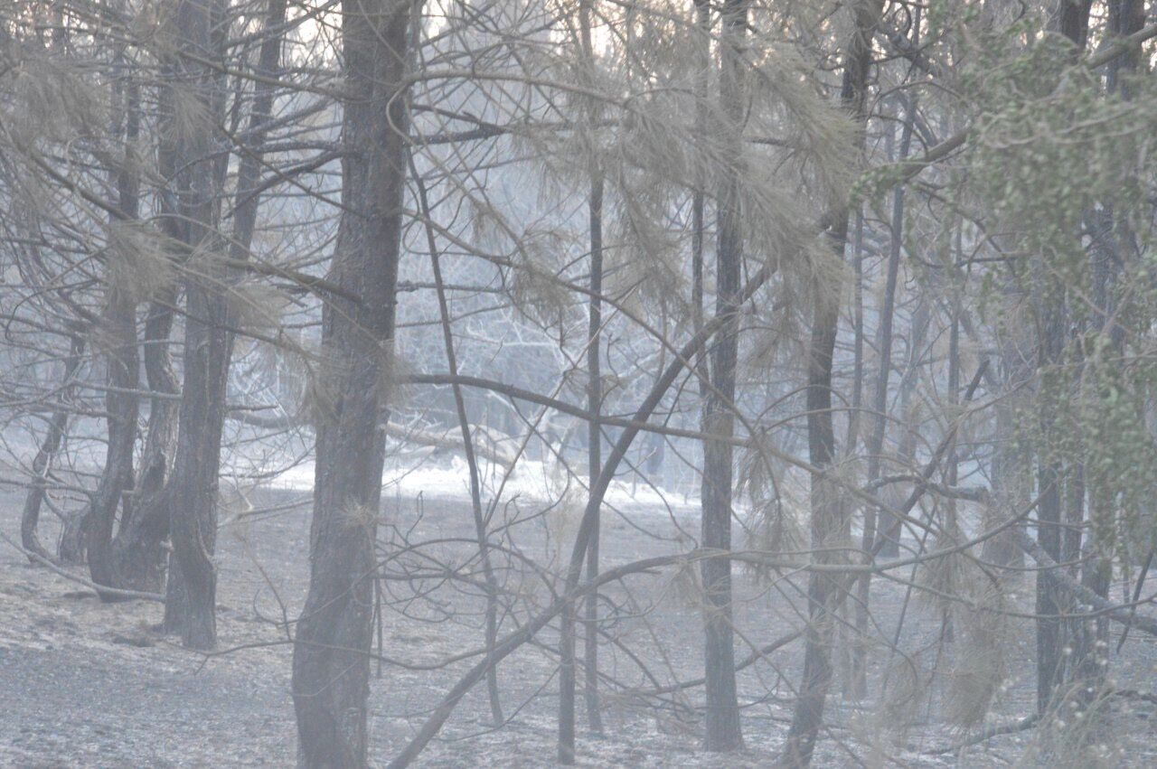 Выгорело 80 га леса: стало известно о жутком ЧП в Николаевской области