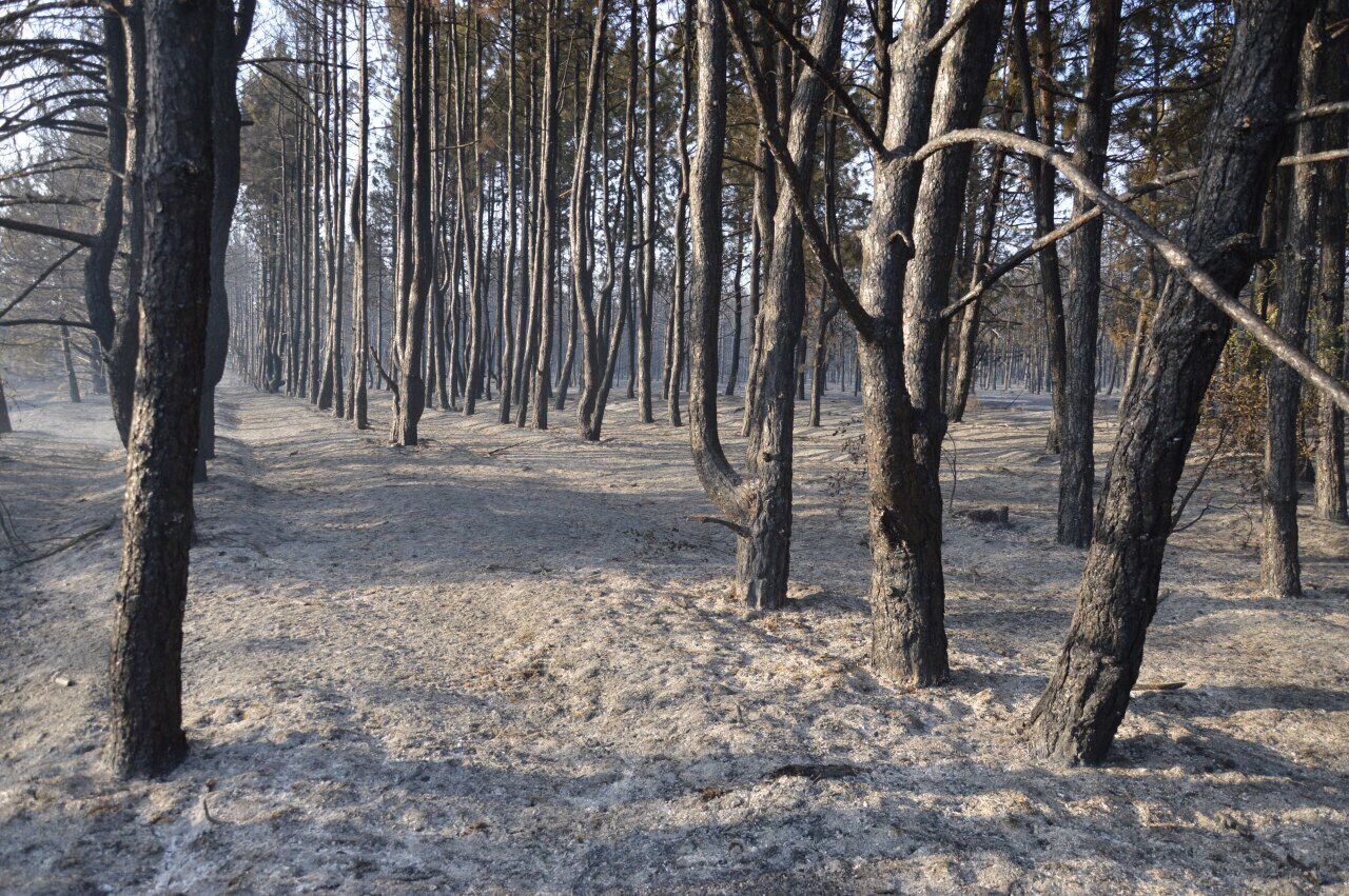 Выгорело 80 га леса: стало известно о жутком ЧП в Николаевской области