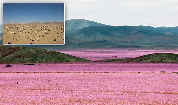 В Чили цветет пустыня Атакама