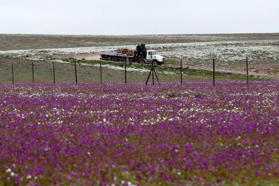 В Чили цветет пустыня Атакама