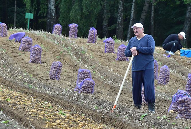 Бацька вийшов копати картоплю: у Лукашенка похвалилися знатним урожаєм