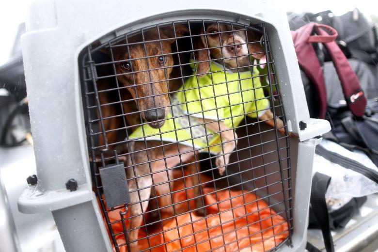 Двух спасенных собак поместили в переносную клетку