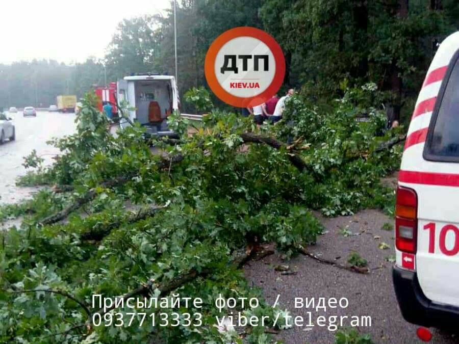 Упавшее дерево спровоцировало смертельное ДТП на трассе под Киевом