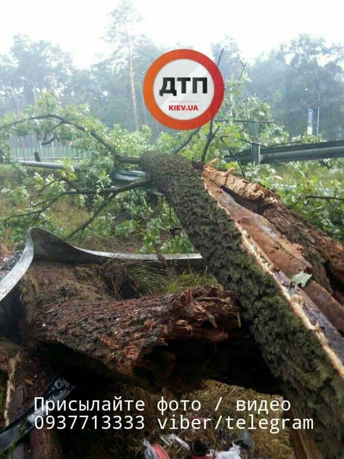 Упавшее дерево спровоцировало смертельное ДТП на трассе под Киевом