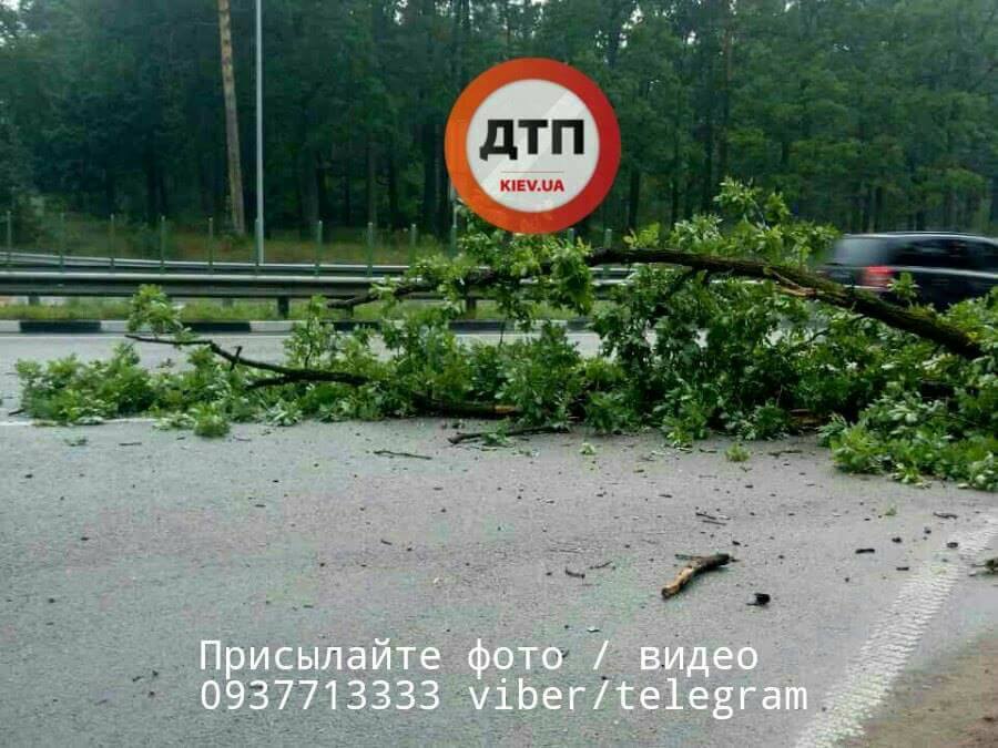 Упавшее дерево спровоцировало смертельное ДТП на трассе под Киевом