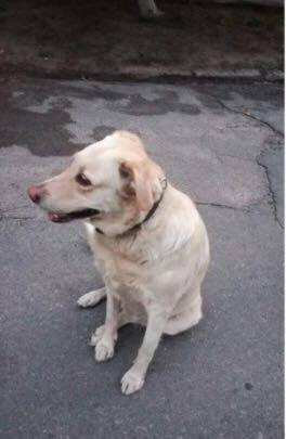 «Домашний, с ошейником»: в Киеве из машины выбросили собаку. Опубликованы фото
