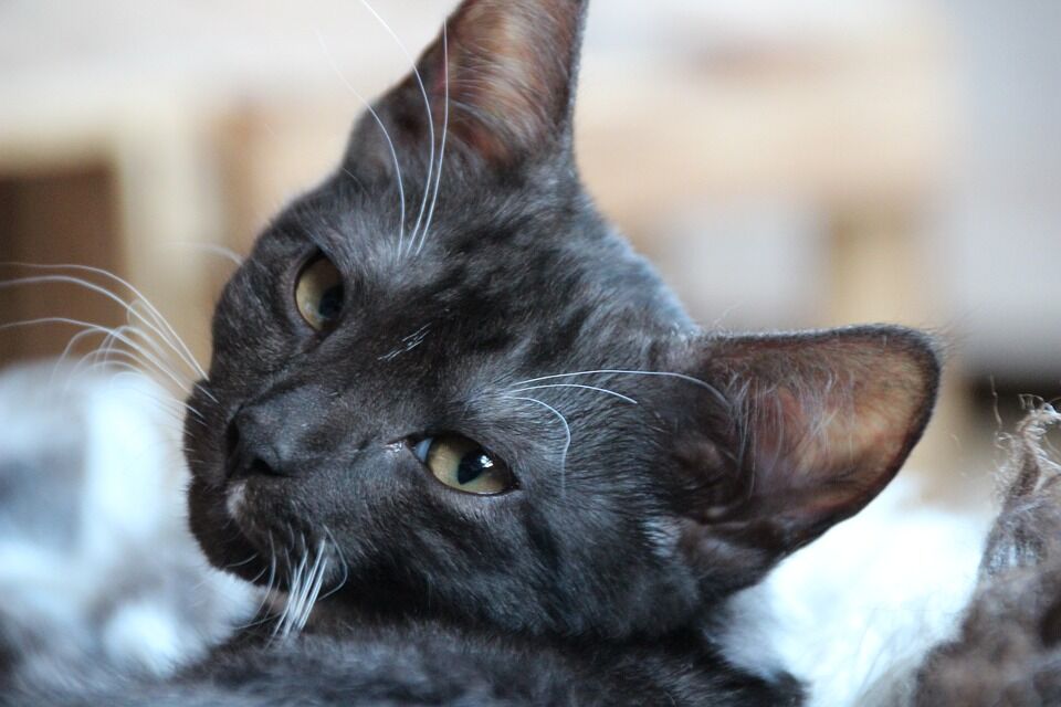 Спрашивали - отвечаем: зачем коту усы