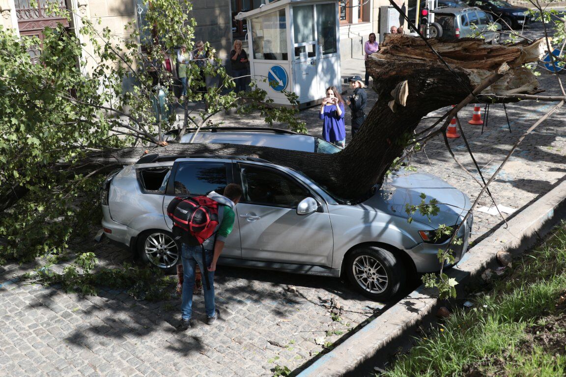 Вщент: у Львові дерево впало на авто нардепа
