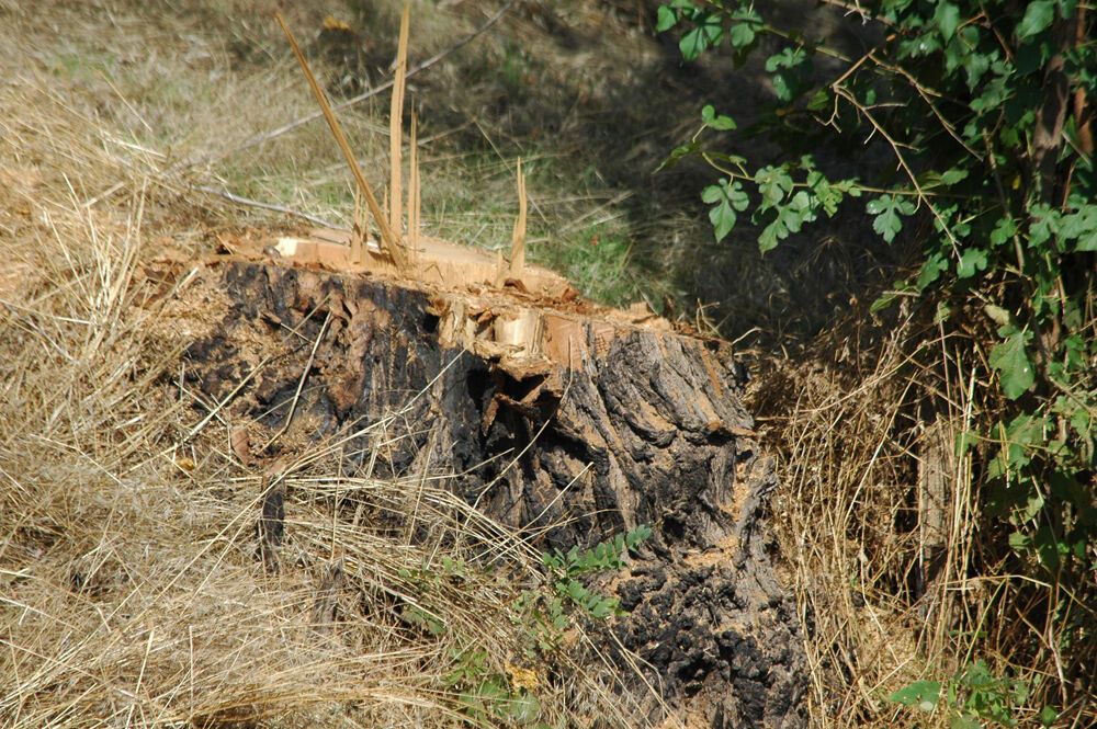 Запорожская фирма бесконтрольно вырубает деревья в области